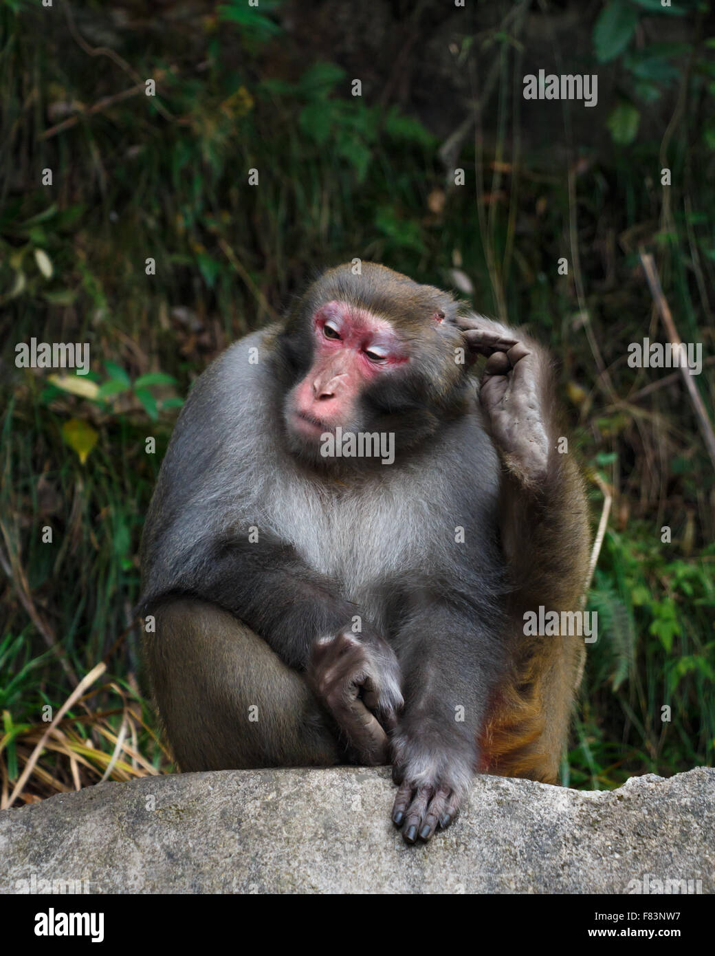 monkey sit on rock and scratch its head at zhangjiajie national park , China Stock Photo