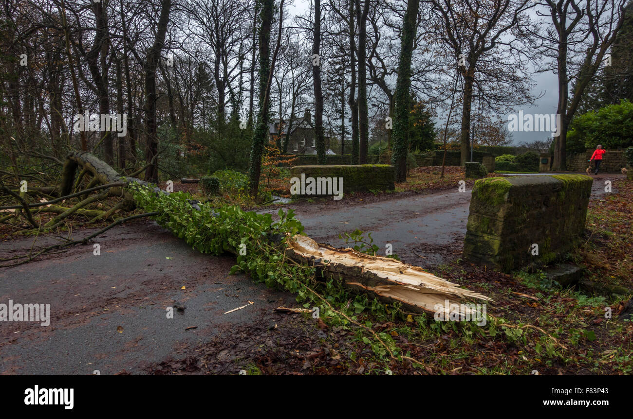 Burley-in-Wharfedale Yorkshire, England. 5 December 2015: A huge branch splits and straddles a country lane blocking access to local football pitch and homes in the Storm Desmond gales. Credit:  Rebecca Cole/Alamy Live News. Stock Photo