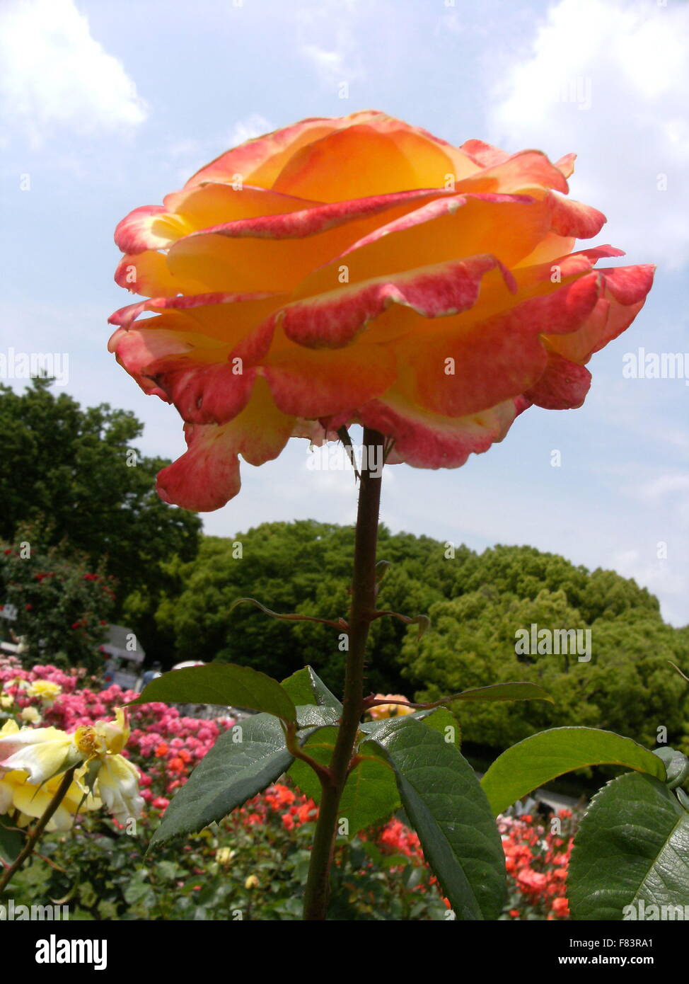 pink and yellow roses flower Stock Photo Alamy
