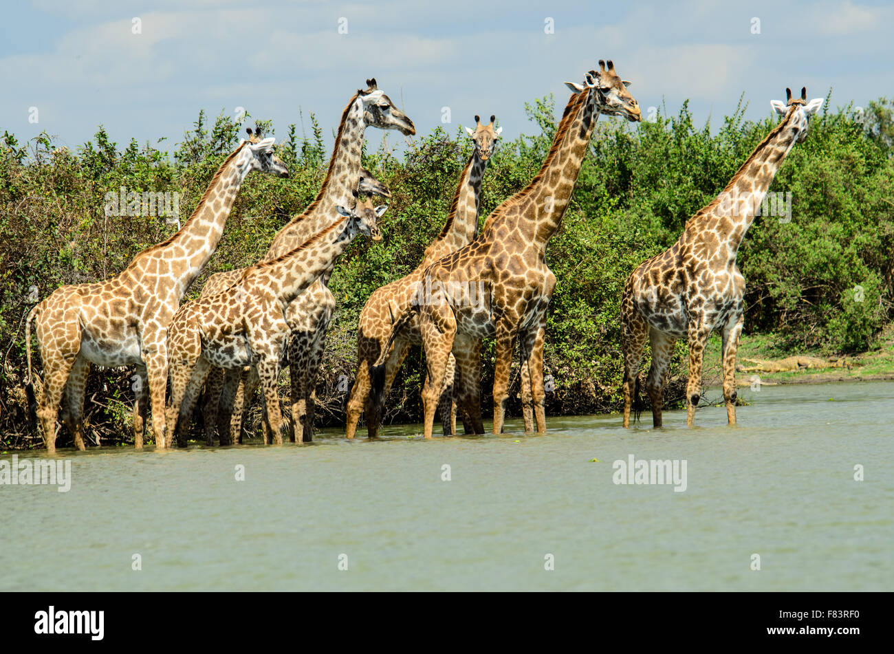A  wary Tower of giraffes fearful of crossing the river Stock Photo
