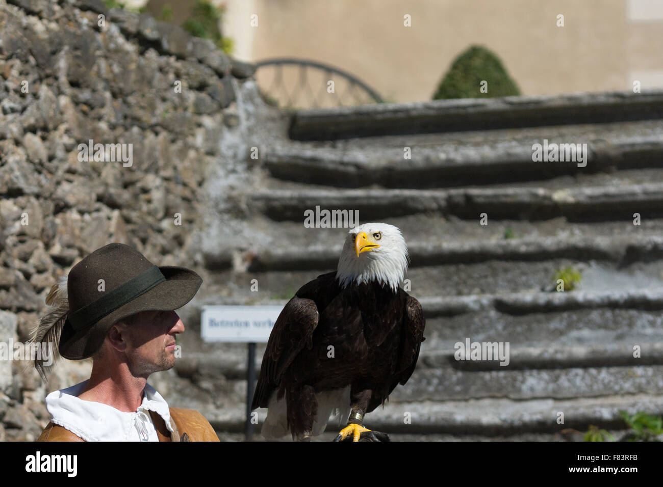 falconer and bald headed eagle at Rosenberg Renaissance Castle in Lower Austria Stock Photo