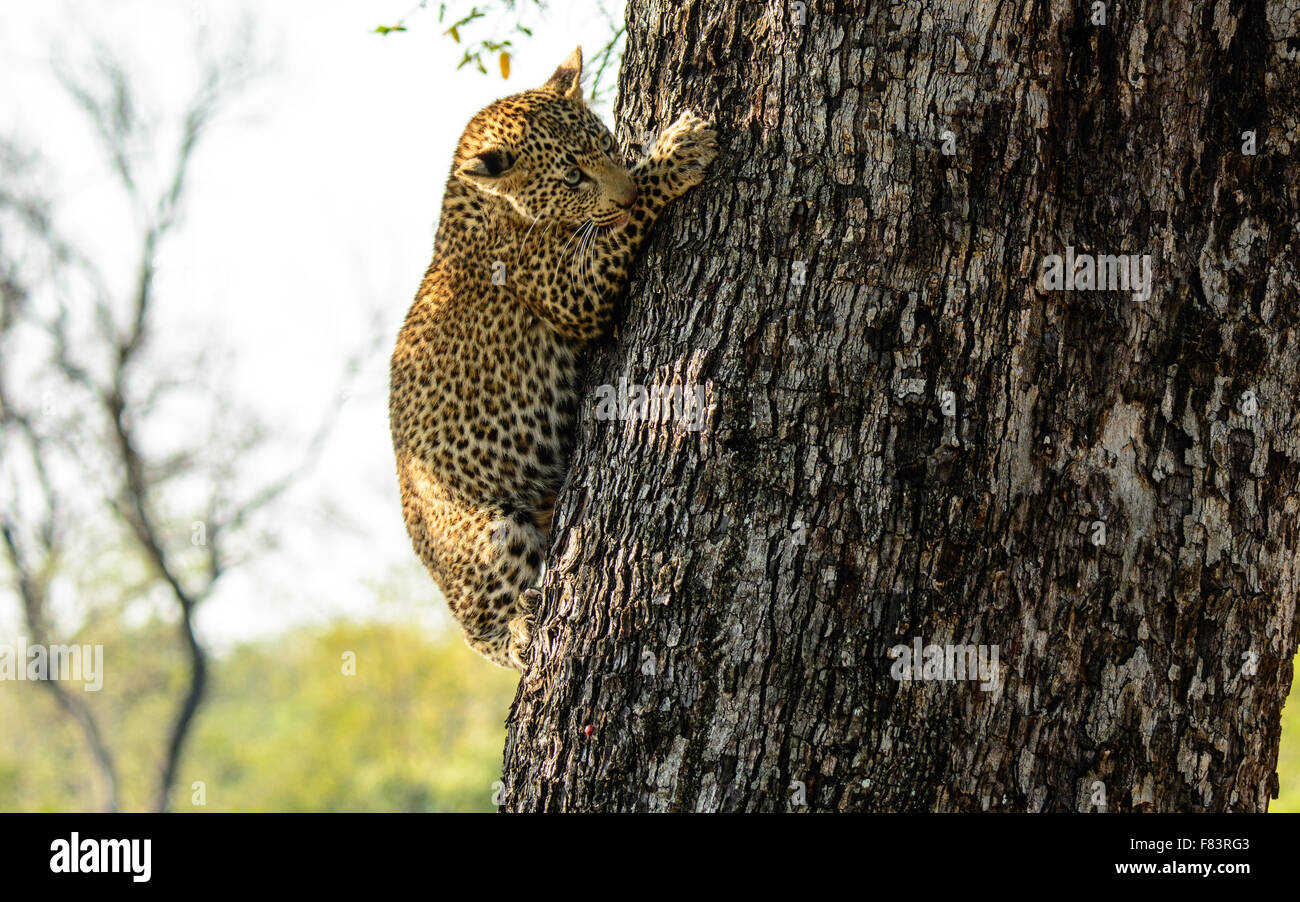 A leopard cub in descent Stock Photo