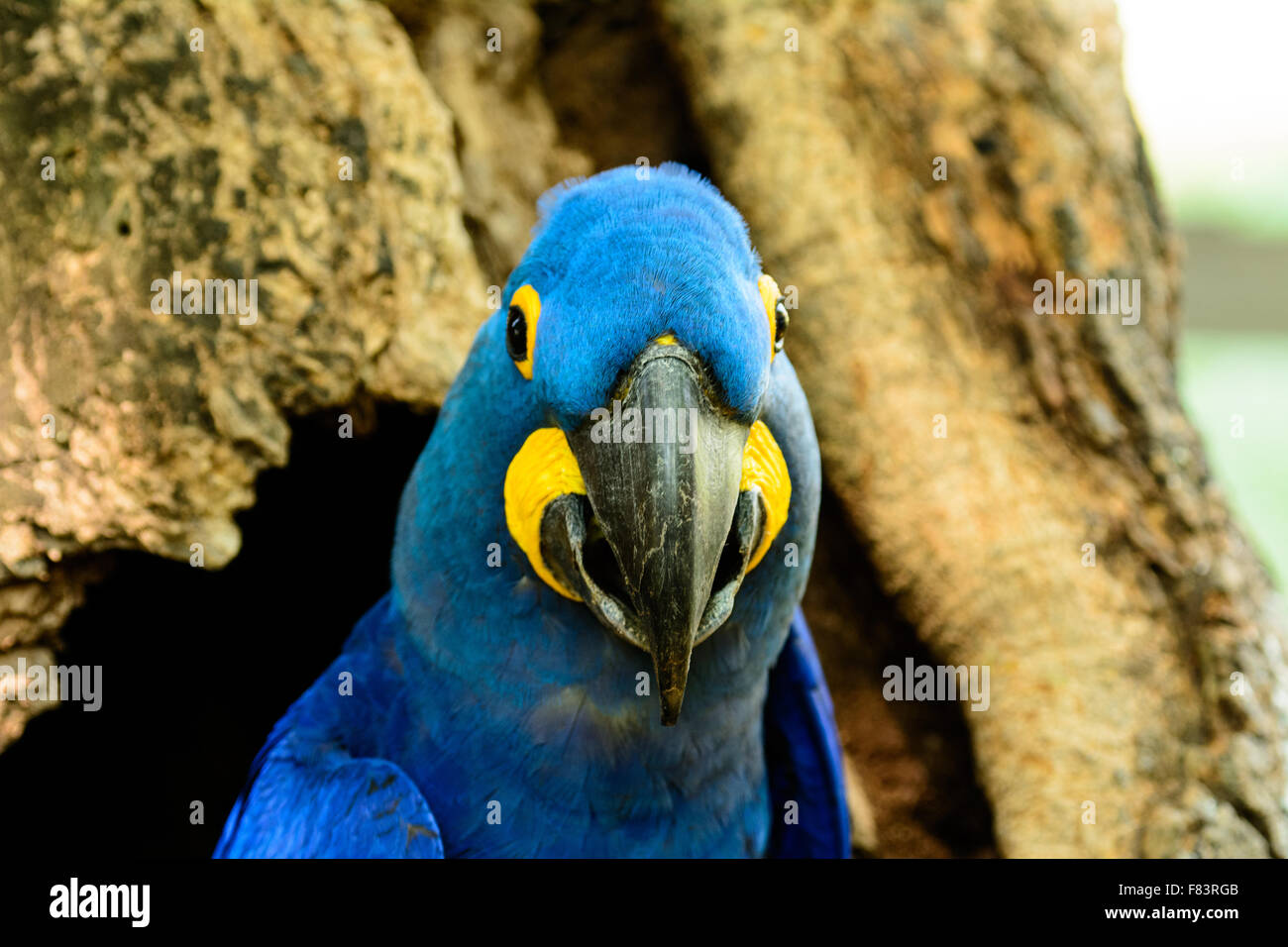 Head shot of a Hyacinth Macaw peeping out of its nest hole Stock Photo