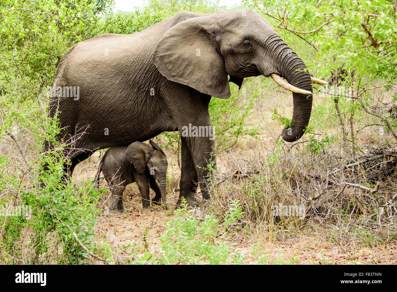 Baby elephant hiding under its mother's belly Stock Photo