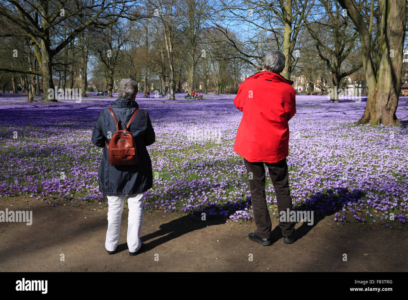 Blooming crocus meadow at Castle Park, Husum, North Frisia,  Schleswig-Holstein, Germany, Europe Stock Photo