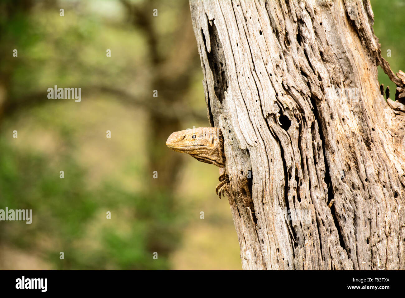 A peeping monitor lizard Stock Photo