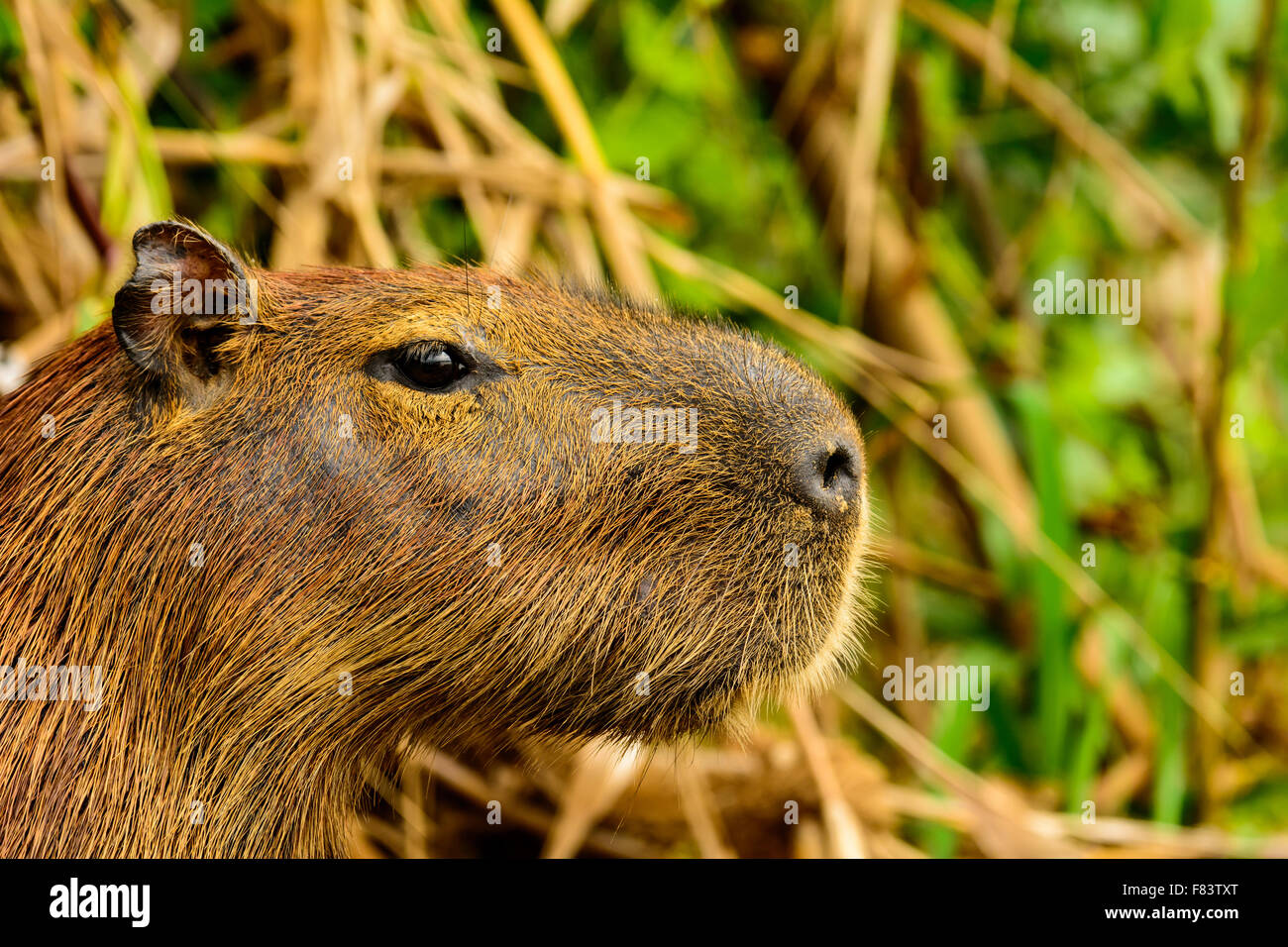 Profile of a Capybara Stock Photo