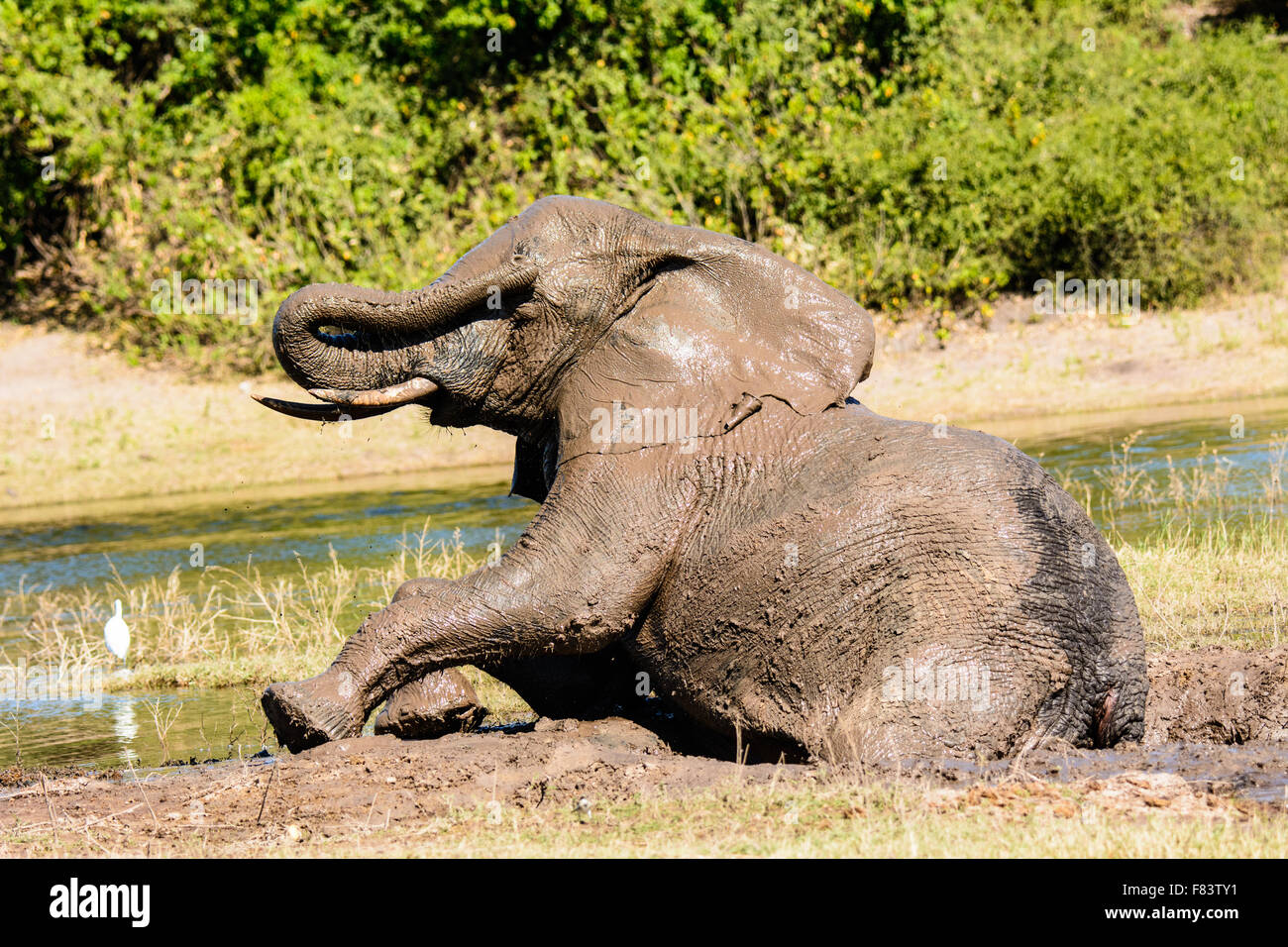Elephant removing mud from its eye after a mud bath Stock Photo