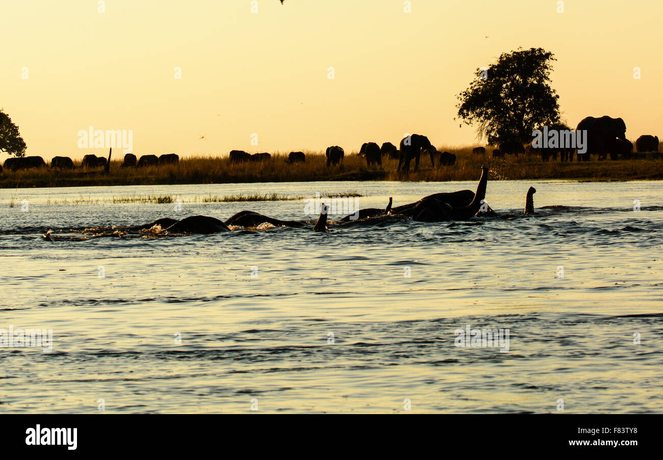 Elephants crossing the Chobe river Stock Photo