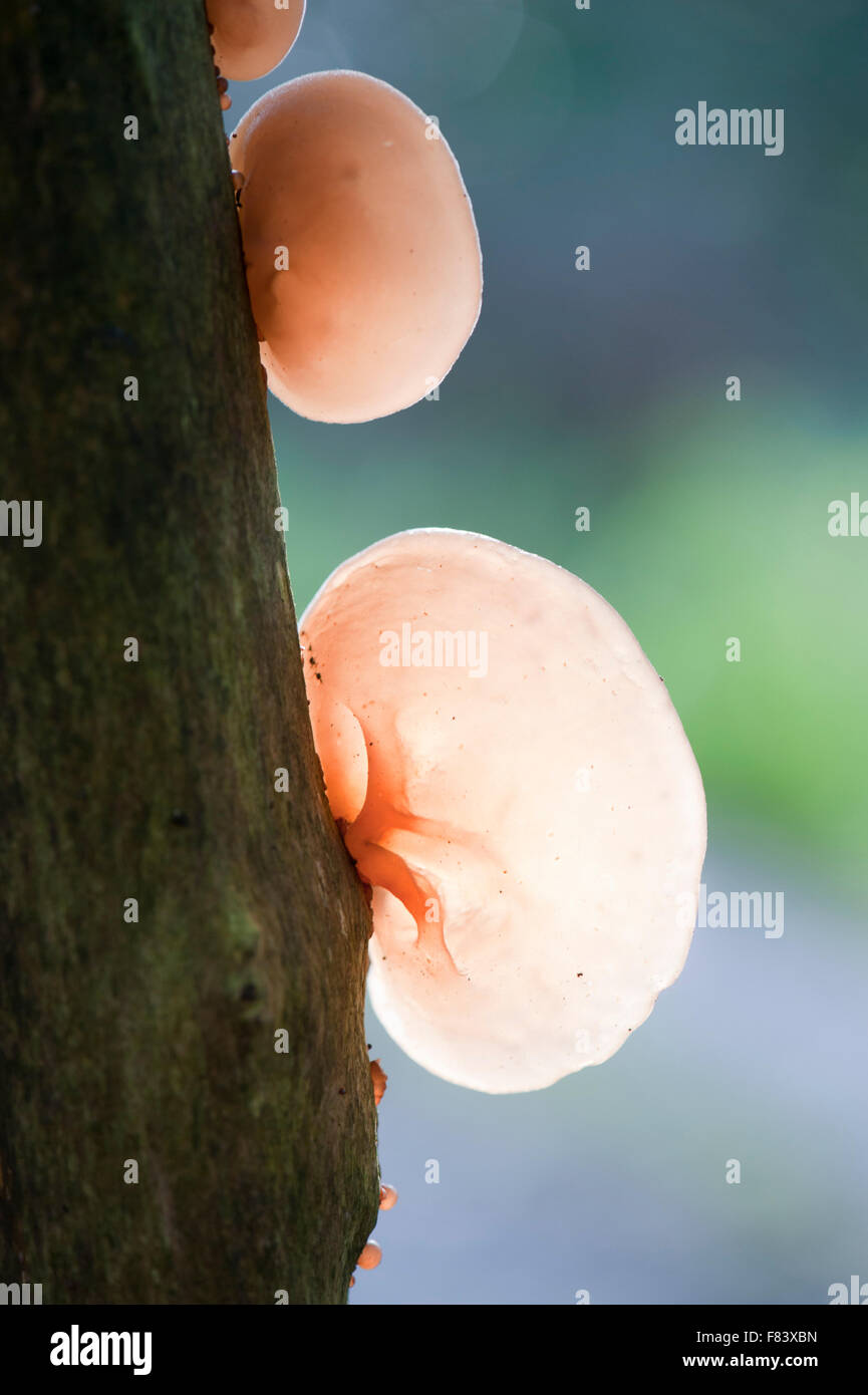 Translucent mushroom Mu-Err (Auricularia auricula-judae) on a trunk Stock Photo