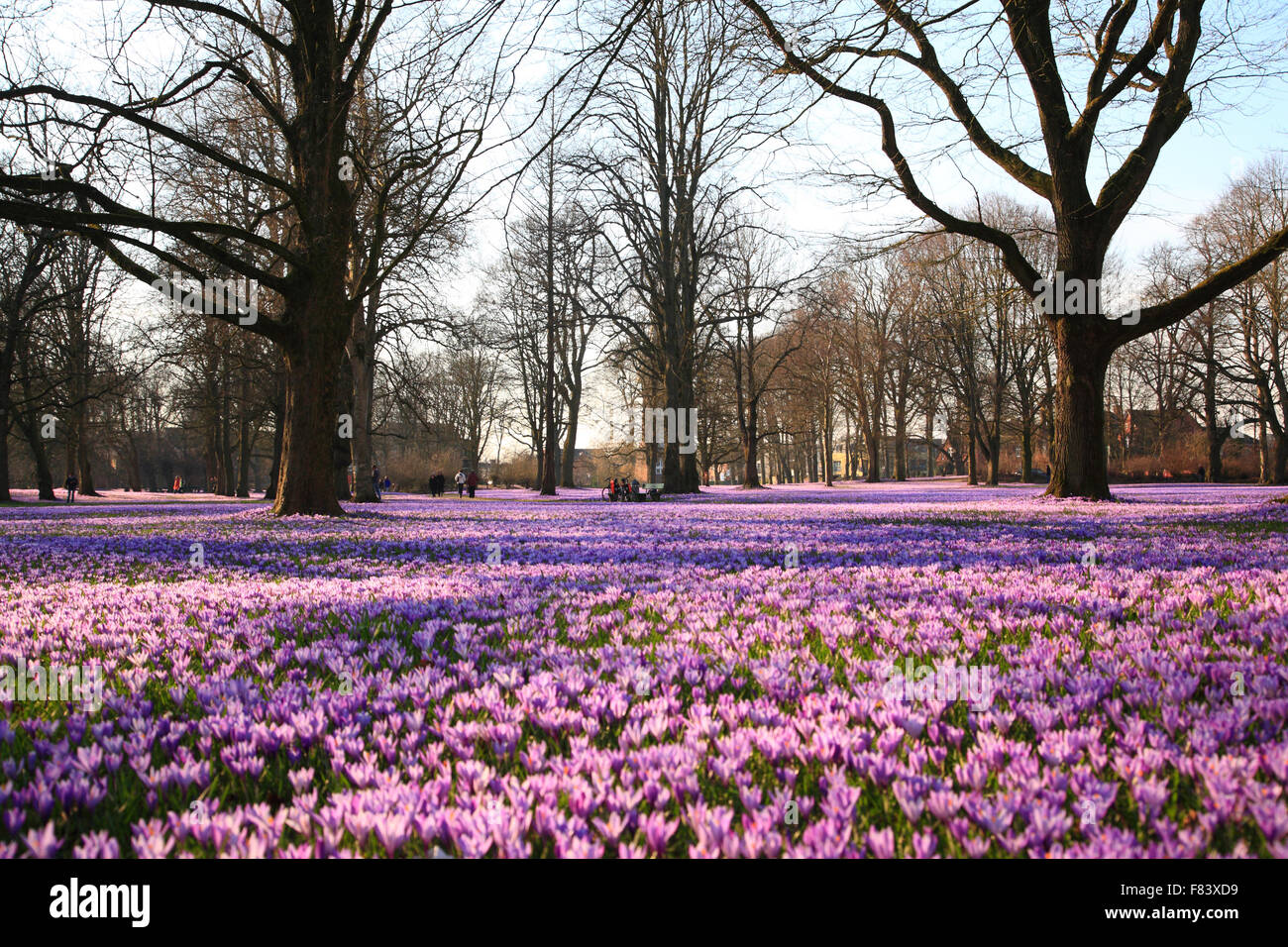 Blooming crocus meadow at Castle Park, Husum, North Frisia,  Schleswig-Holstein, Germany, Europe Stock Photo