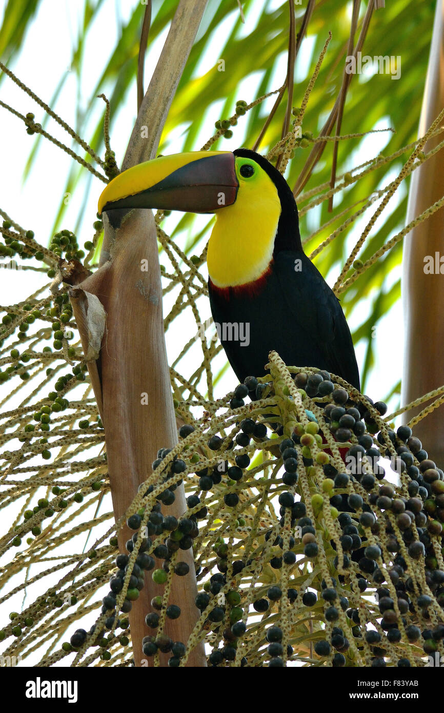 Chestnut-mandibled Toucan on a palm in Costa Rica's forest Stock Photo