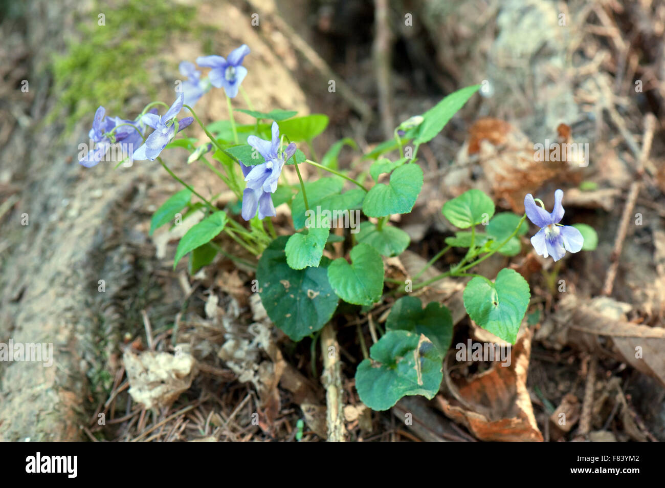 Violet plant in front of a tree root in the wood Stock Photo