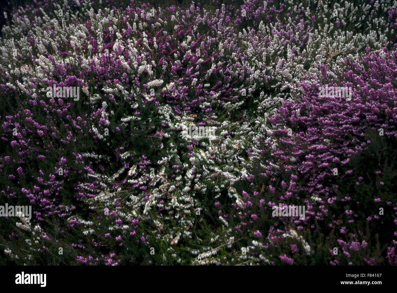 Purple, white and mauve flowering spring heather Cornwall Stock Photo