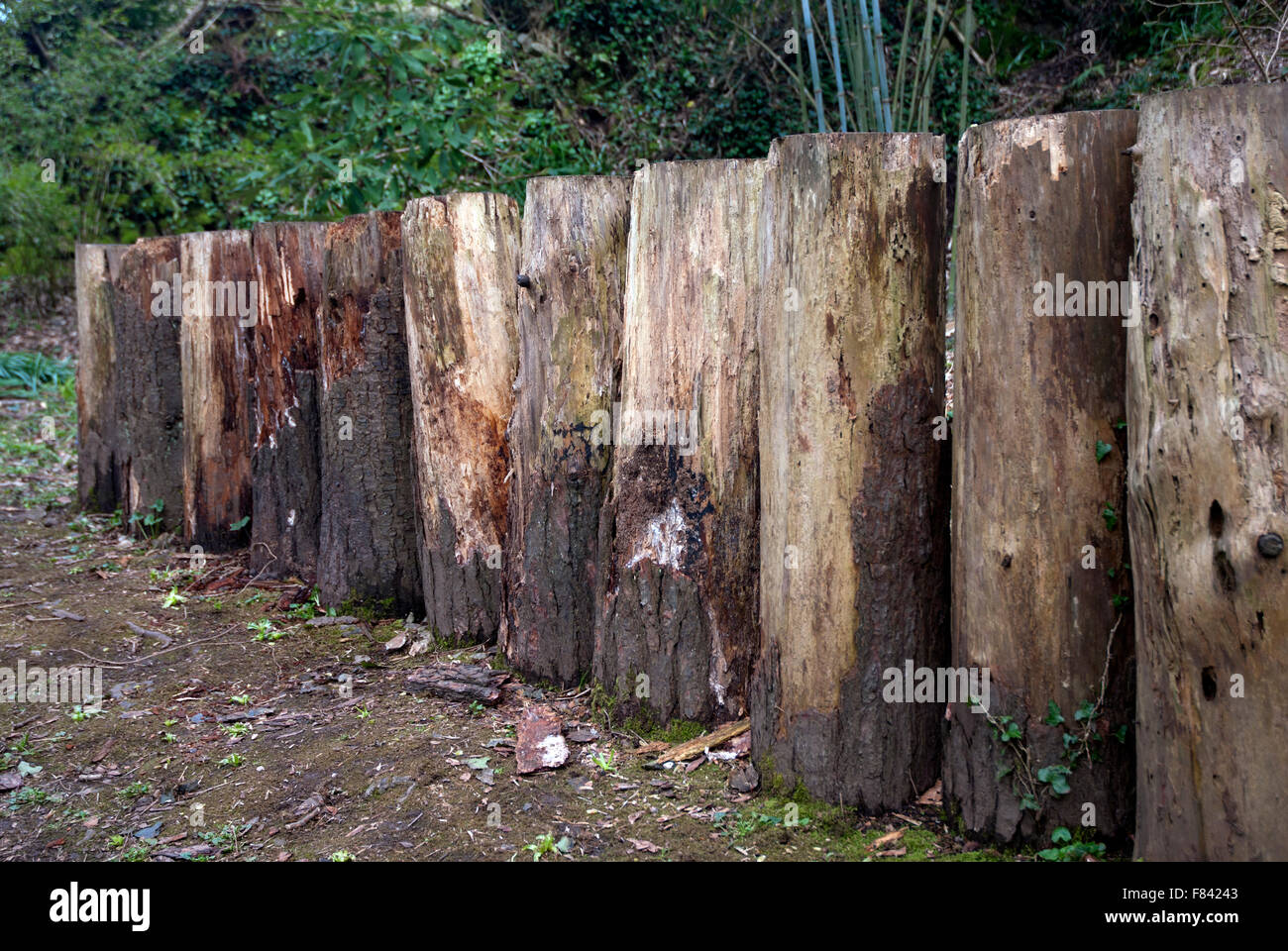 Line of tree trunks slowing decaying Tremenheere Gardens, West Cornwall