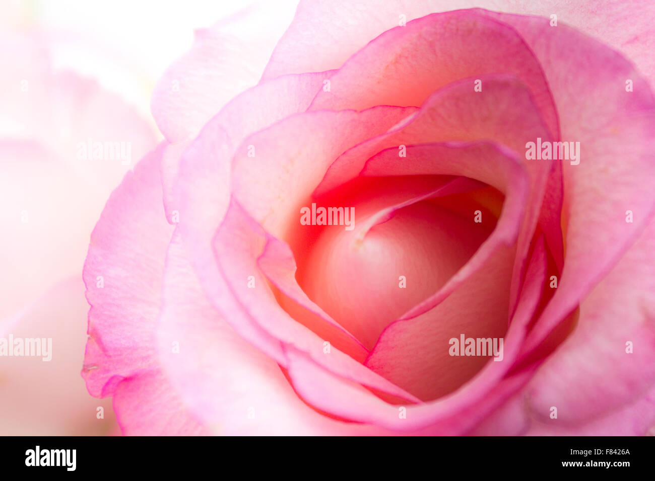 pink rose closeup - blossom / petal macro - pink flowers Stock Photo