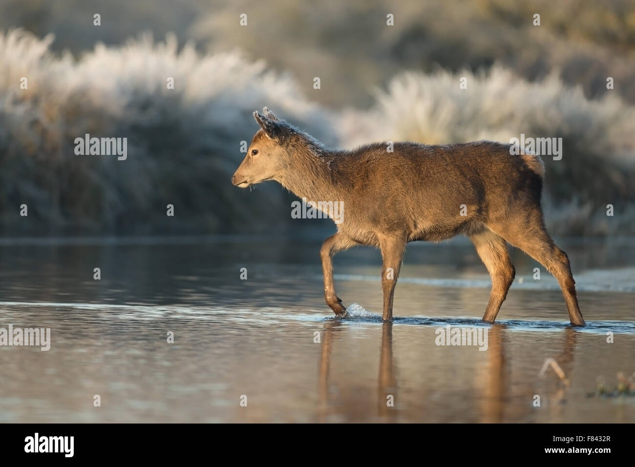 Young red deer crossing the river Stock Photo