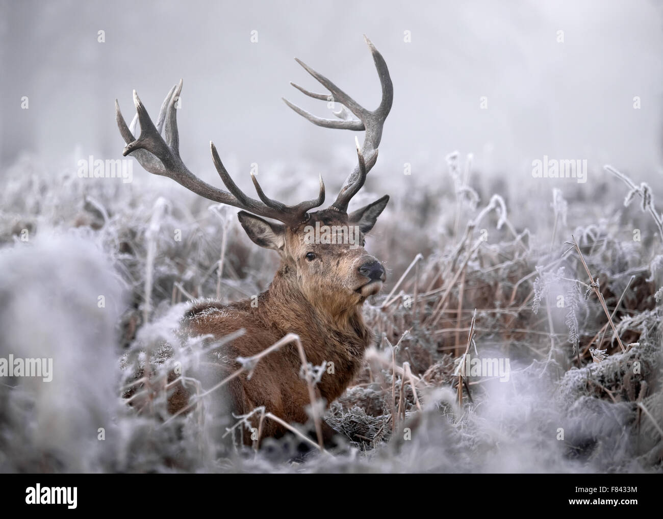 Red deer in winter, UK. Stock Photo