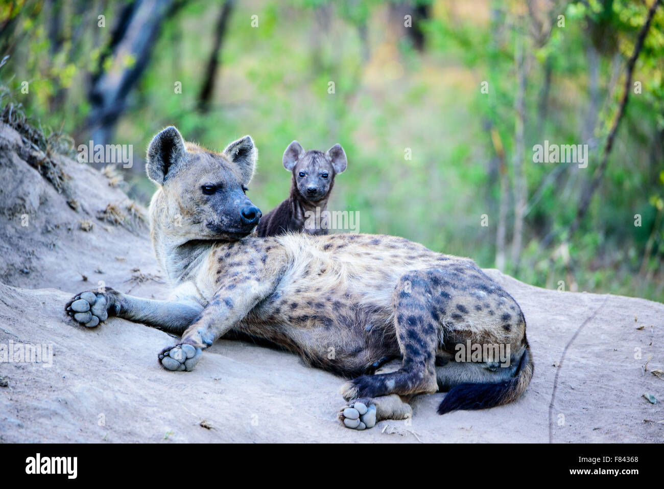 Hyaena with offspring Stock Photo