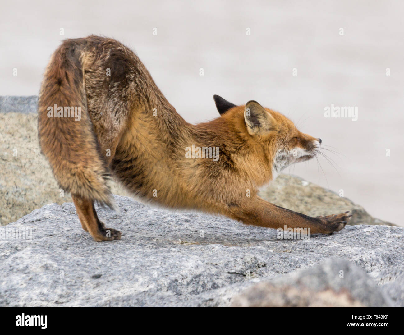 Red Fox Vulpes vulpes  waking up stretch stretching on a rock, Norfolk, UK Stock Photo