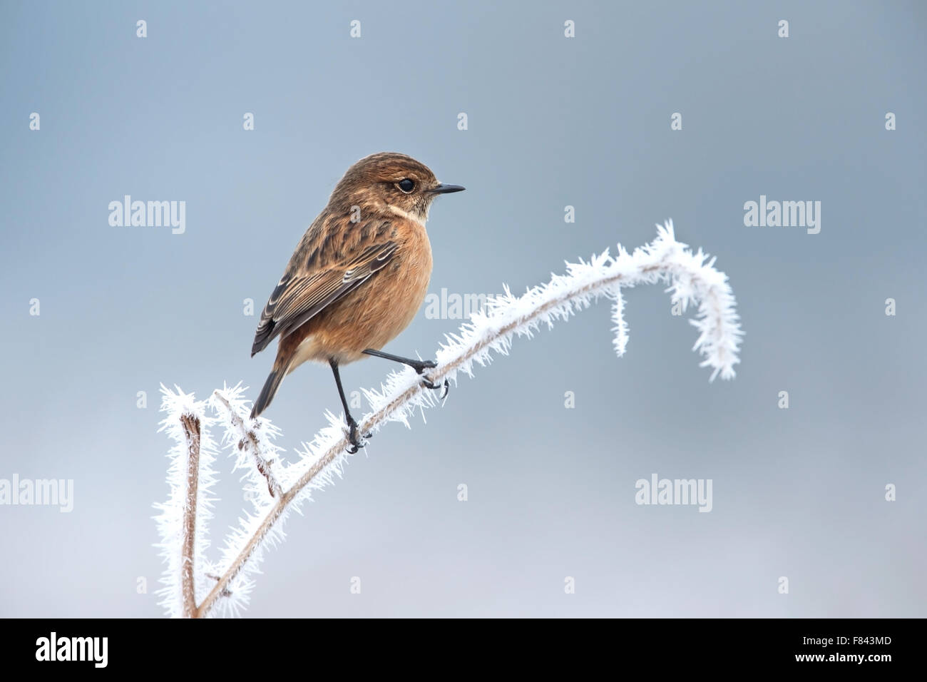 European stonechat on a frosted perch in winter Stock Photo