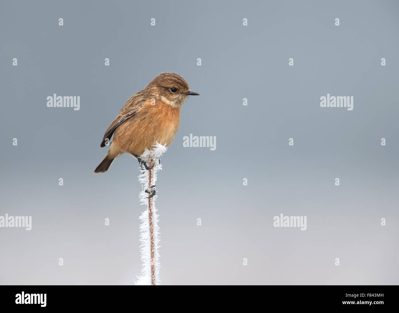 European stonechat on a frosted perch in winter Stock Photo - Alamy