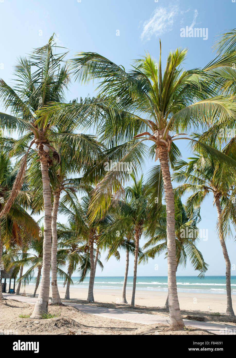 Palm trees lining Qurum beach in Muscat, the capital of the Sultanate of Oman. Stock Photo