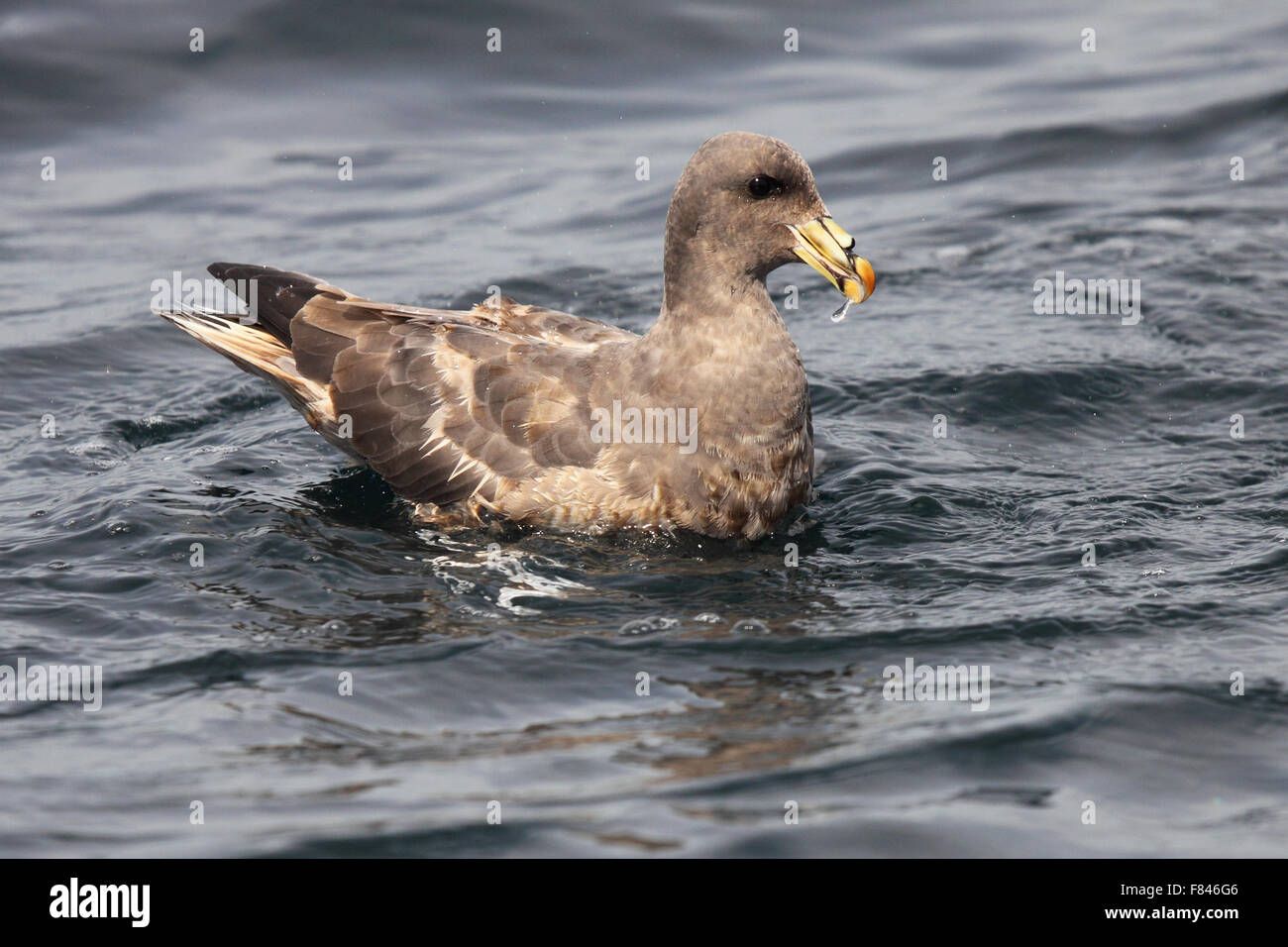 A Pacific Fulmar dripping water from its beak. Stock Photo