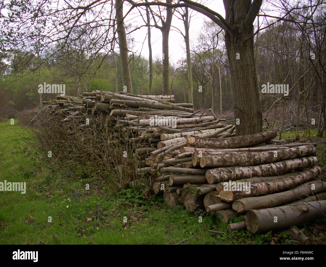 Firewood log stack Stock Photo - Alamy