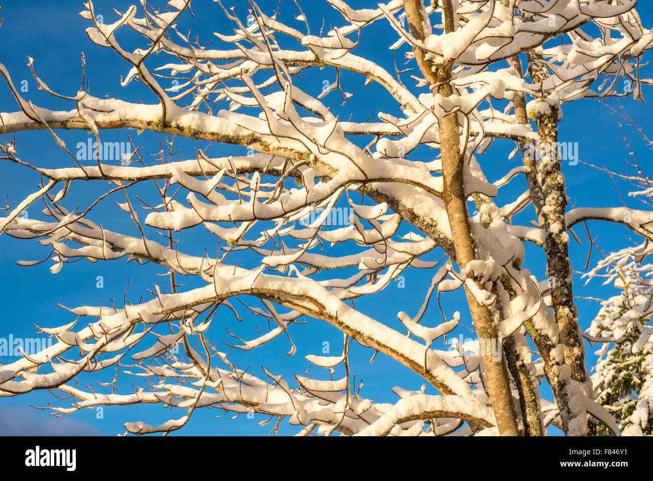 ice covered Stock Photo