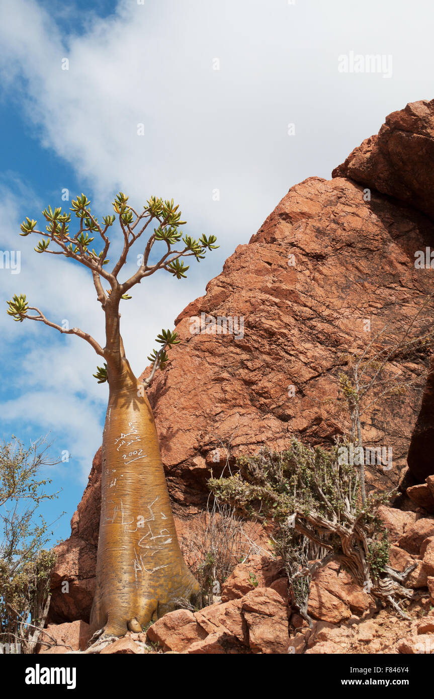 Bottle tree overview with Dragon Blood trees forest in the background