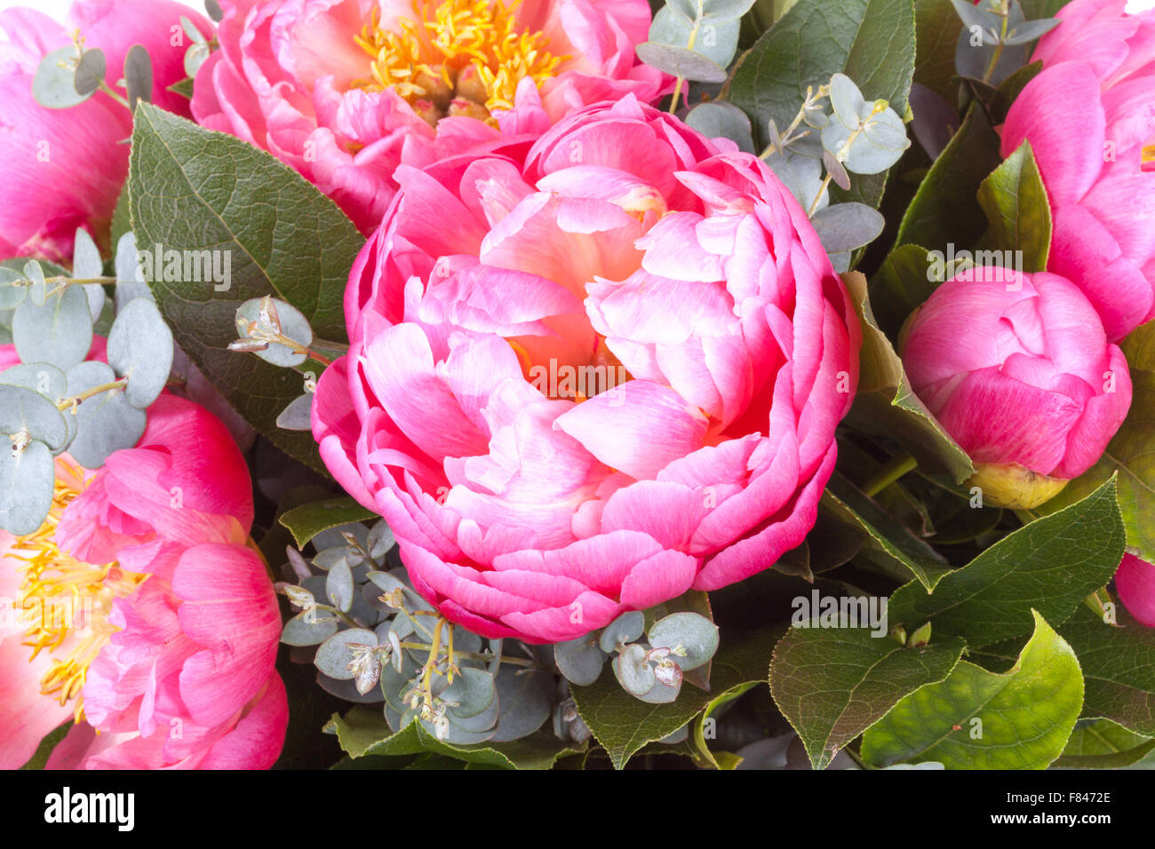 Amazing bouquet of rose peony closeup Stock Photo