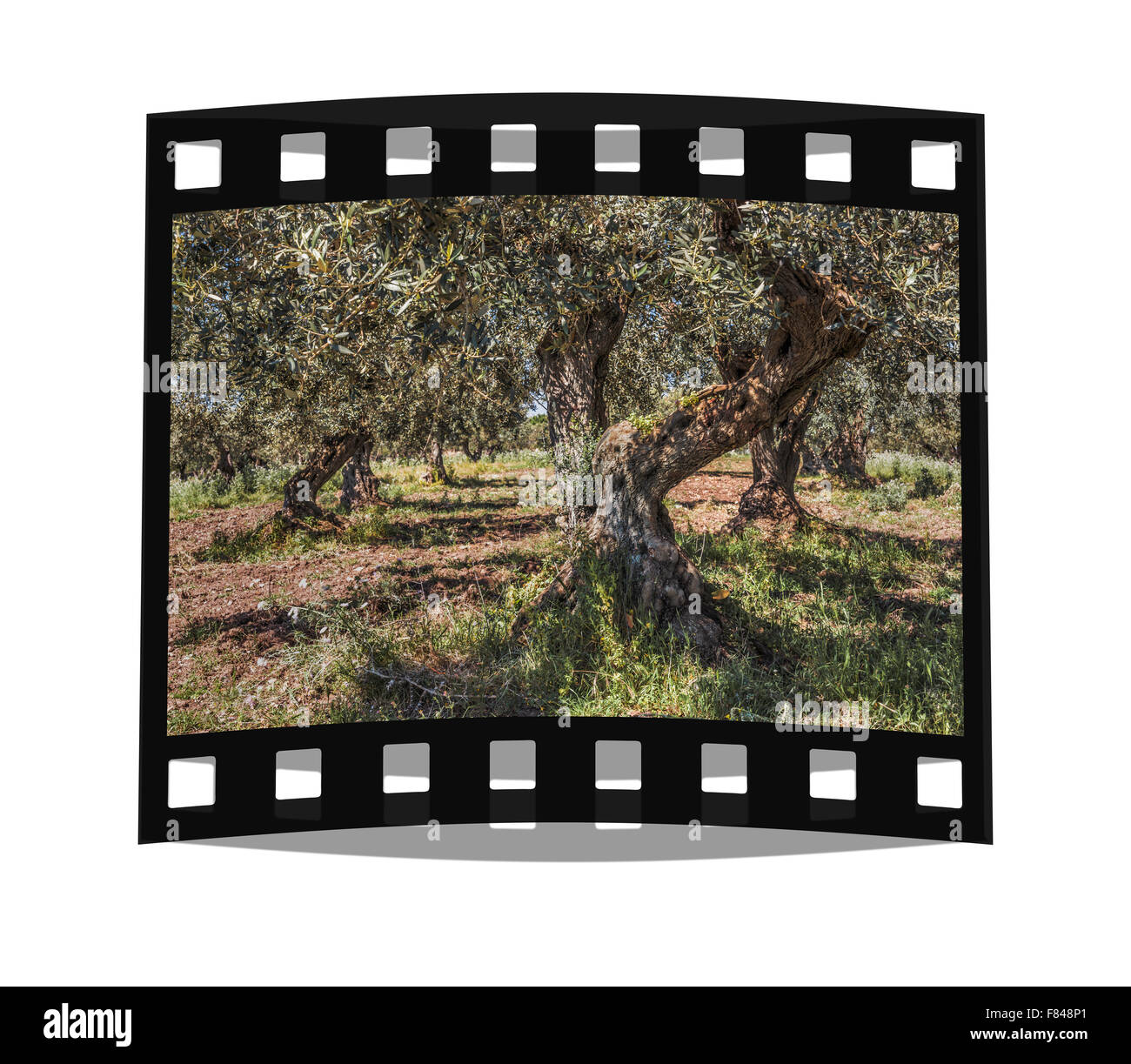 The olive tree is a medium sized, often gnarled tree when he is old. since the 4.JH BC the tree is cultivated as a crop plant. Stock Photo