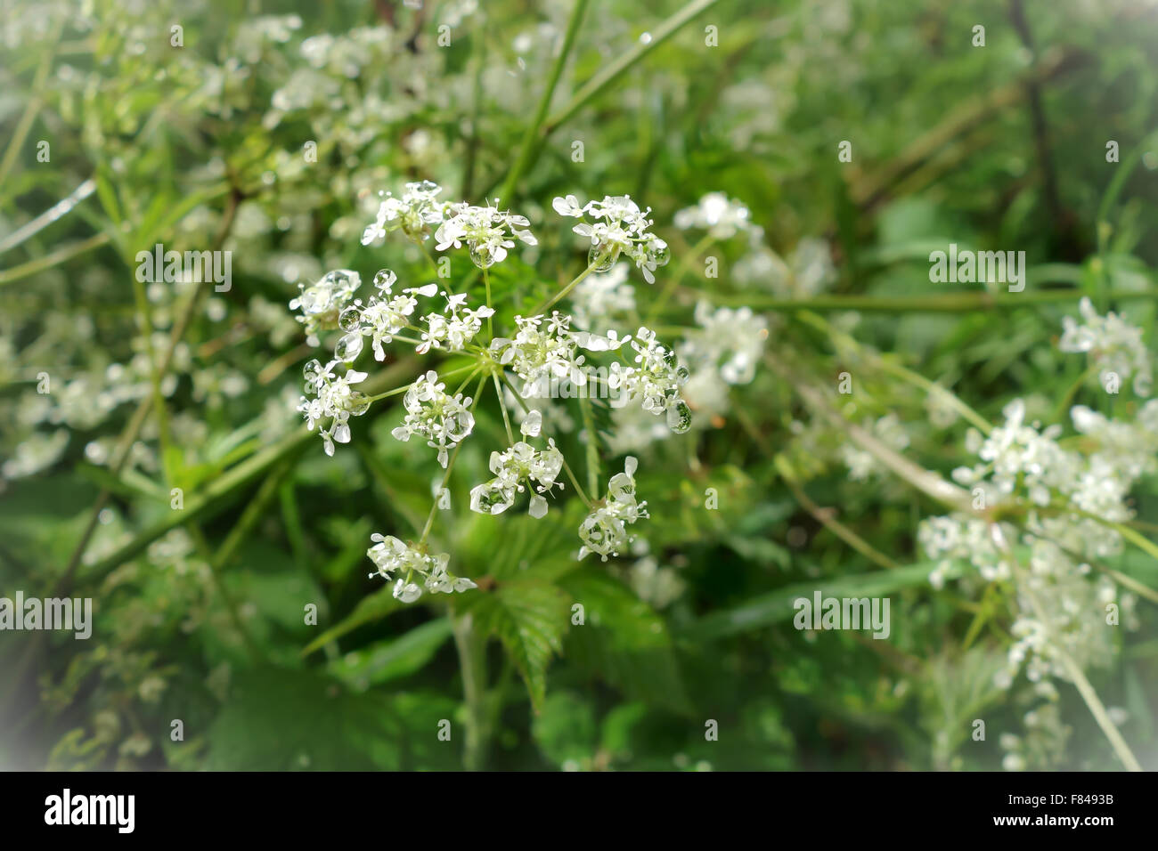 Cow Parsley flower heads covered in raindrops. Stock Photo