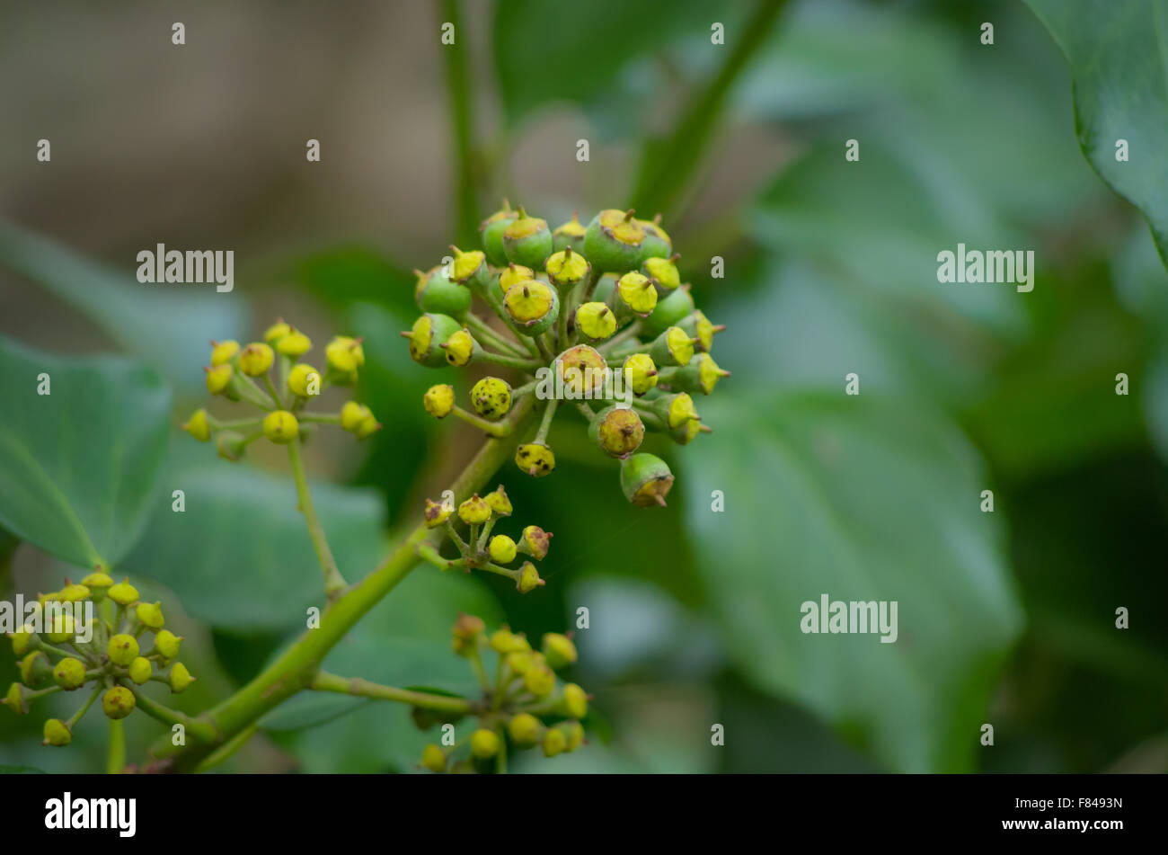 Close-up of Ivy Berries. [Hedera Hibernica]. Stock Photo