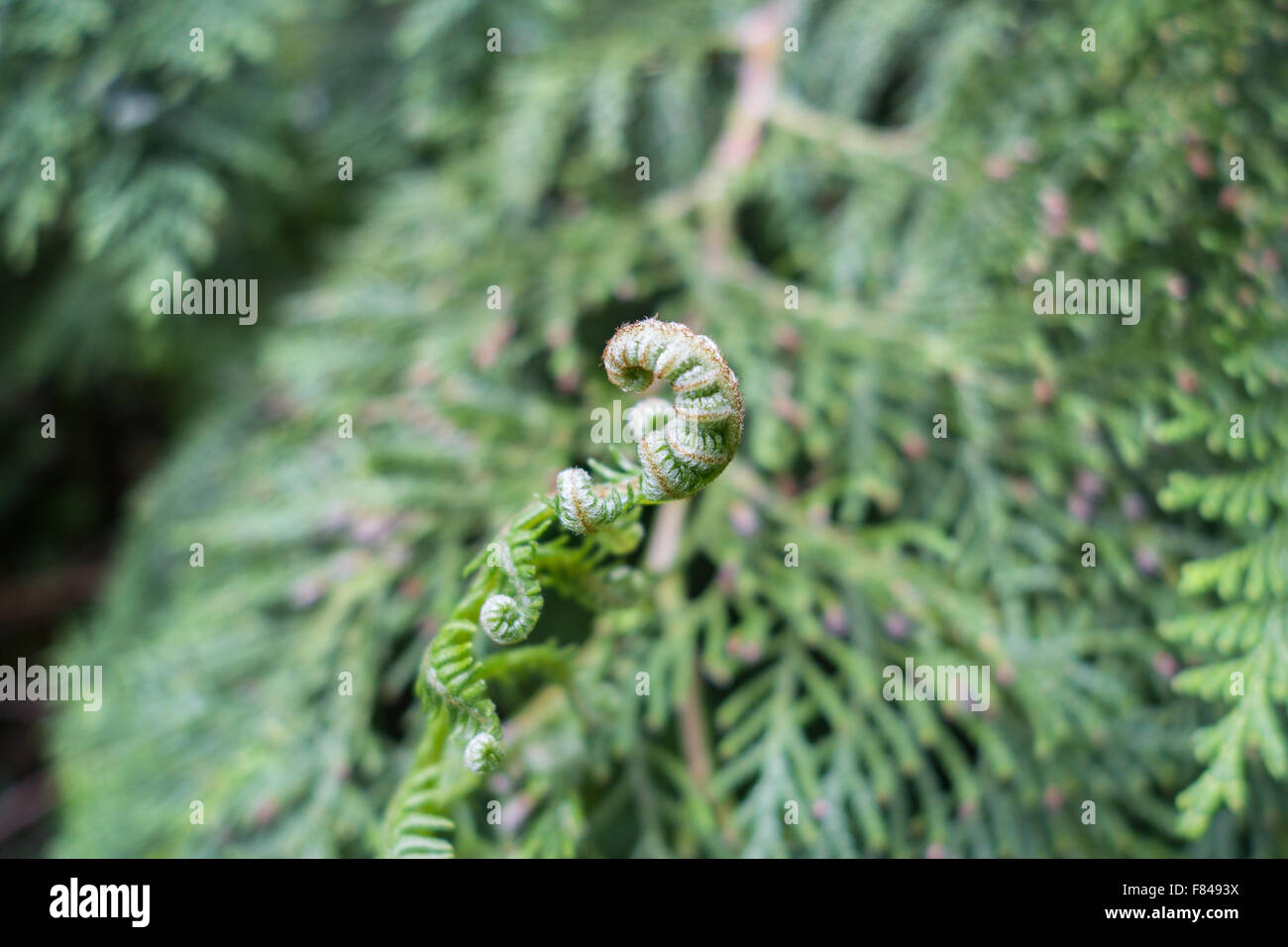 Close-up of Unfurling Bracken Frond variety Lady Fern. Stock Photo