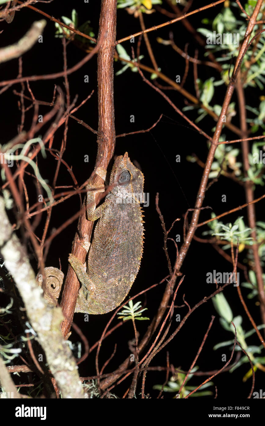 A night time shot of the Bale Mountains Two Horned Chameleon on a Saint John's wort tree (Hypericum revolutum). Harenna Forest endemic Stock Photo