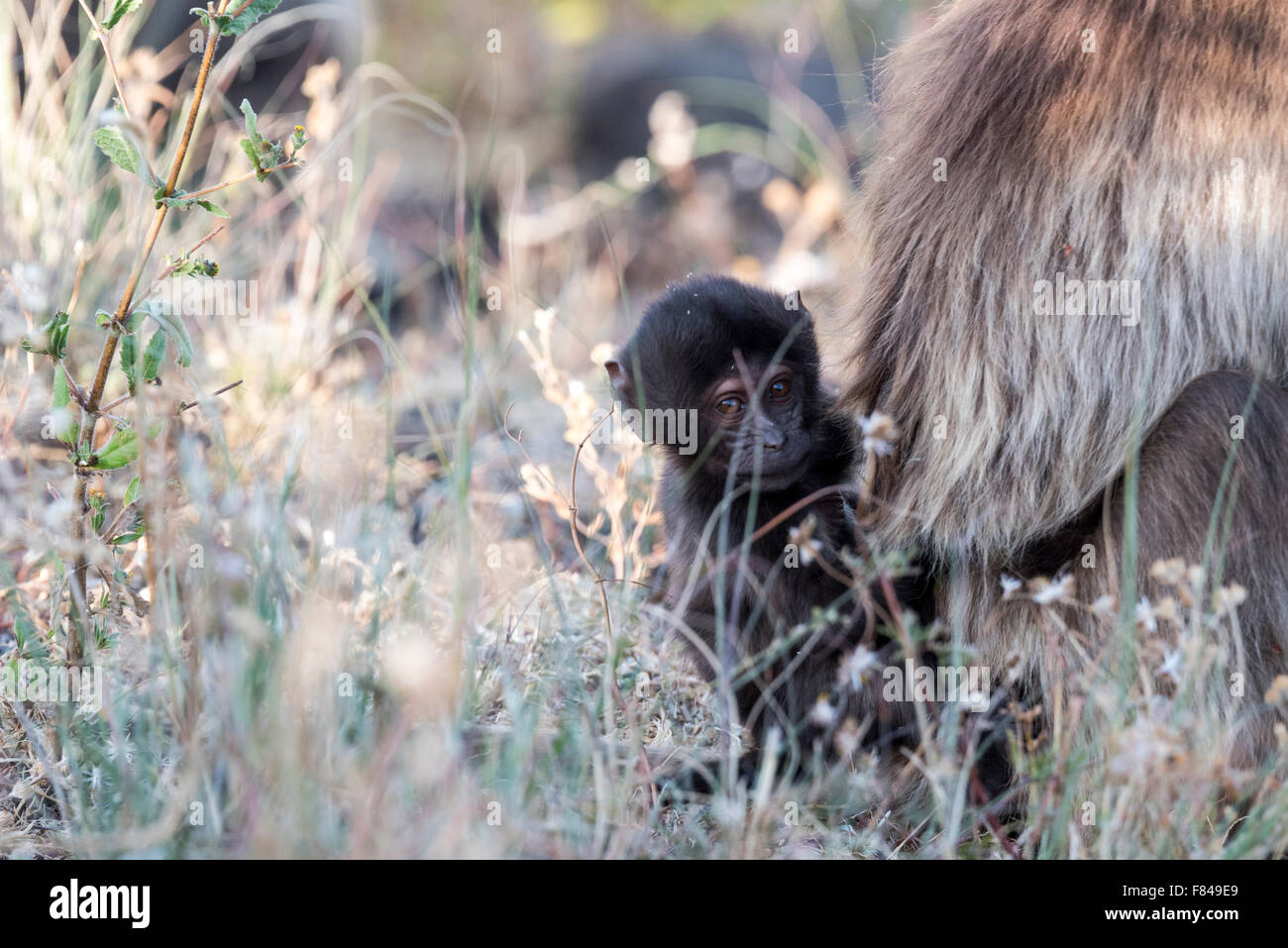 A baby Gelada Baboon with its mother at Debre Libanos, Ethiopia Stock Photo