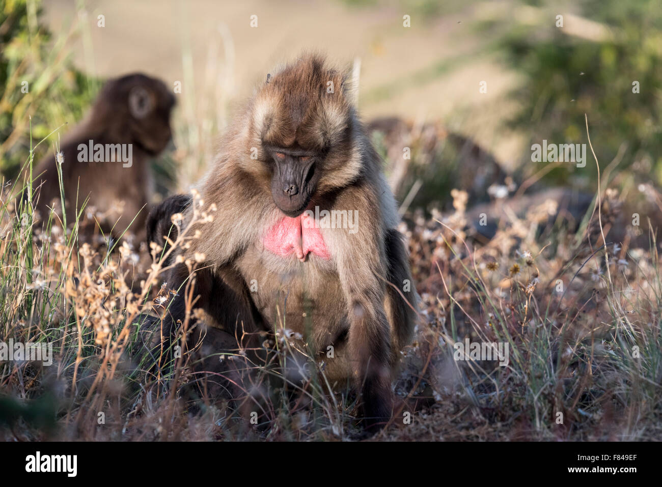 A male Gelada Baboon foraging.  An Ethiopian endemic primate. Stock Photo