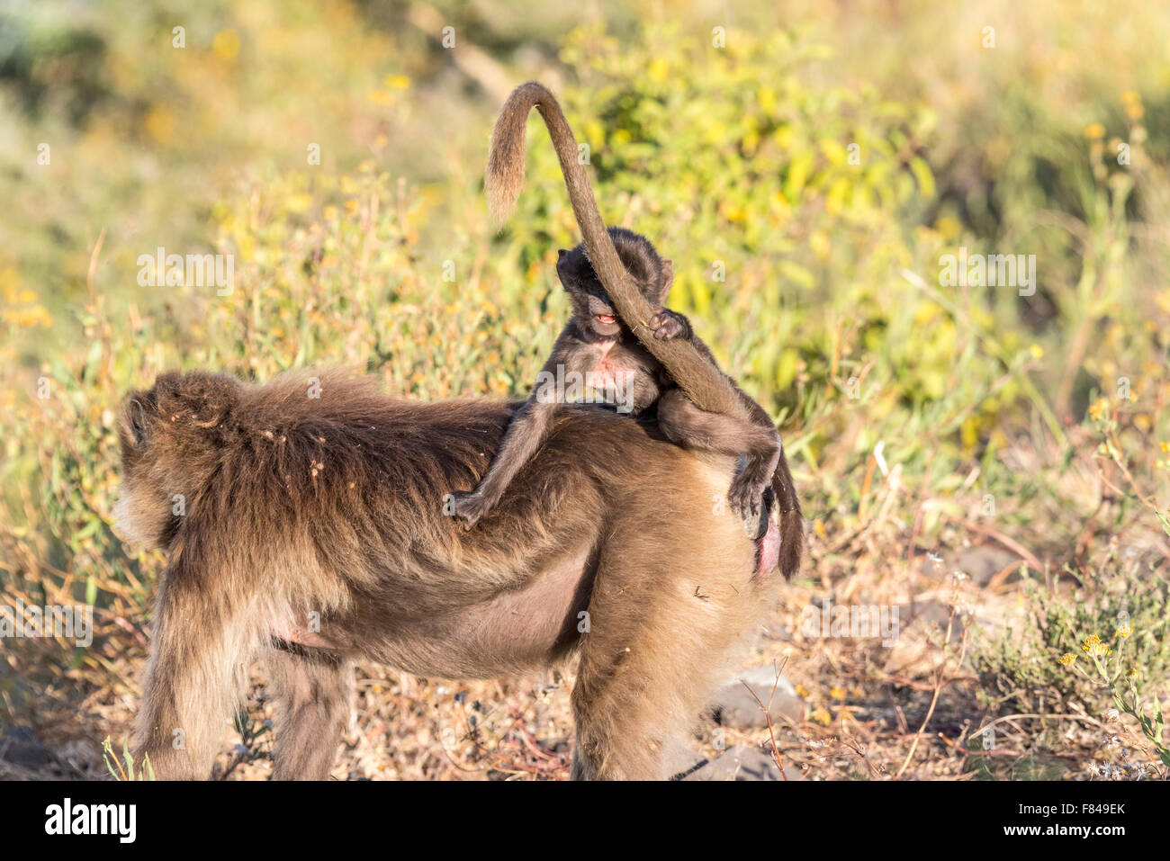 A mother Gelada Baboon with a baby on her back at Debre Libanos, Ethiopia Stock Photo