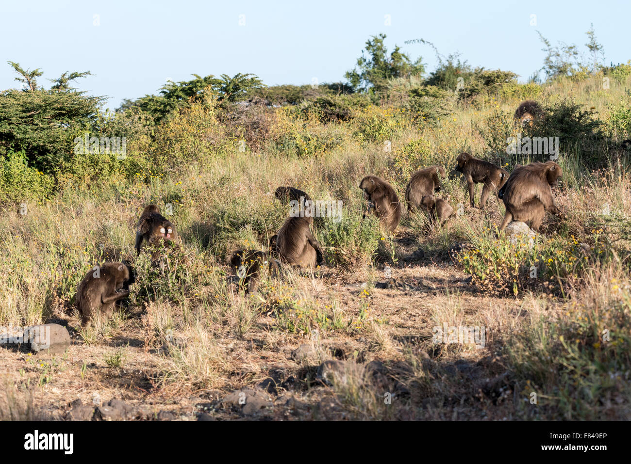 Part of a troop of Gelada Baboons foraging near Debre Libanos, Ethiopia Stock Photo