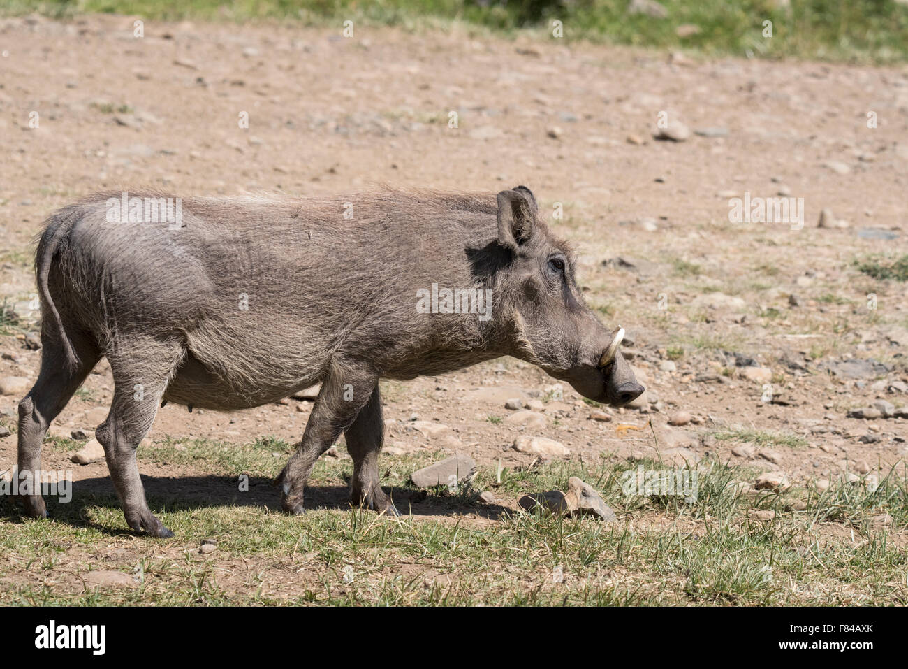 A common Warthog in Ethiopia Stock Photo