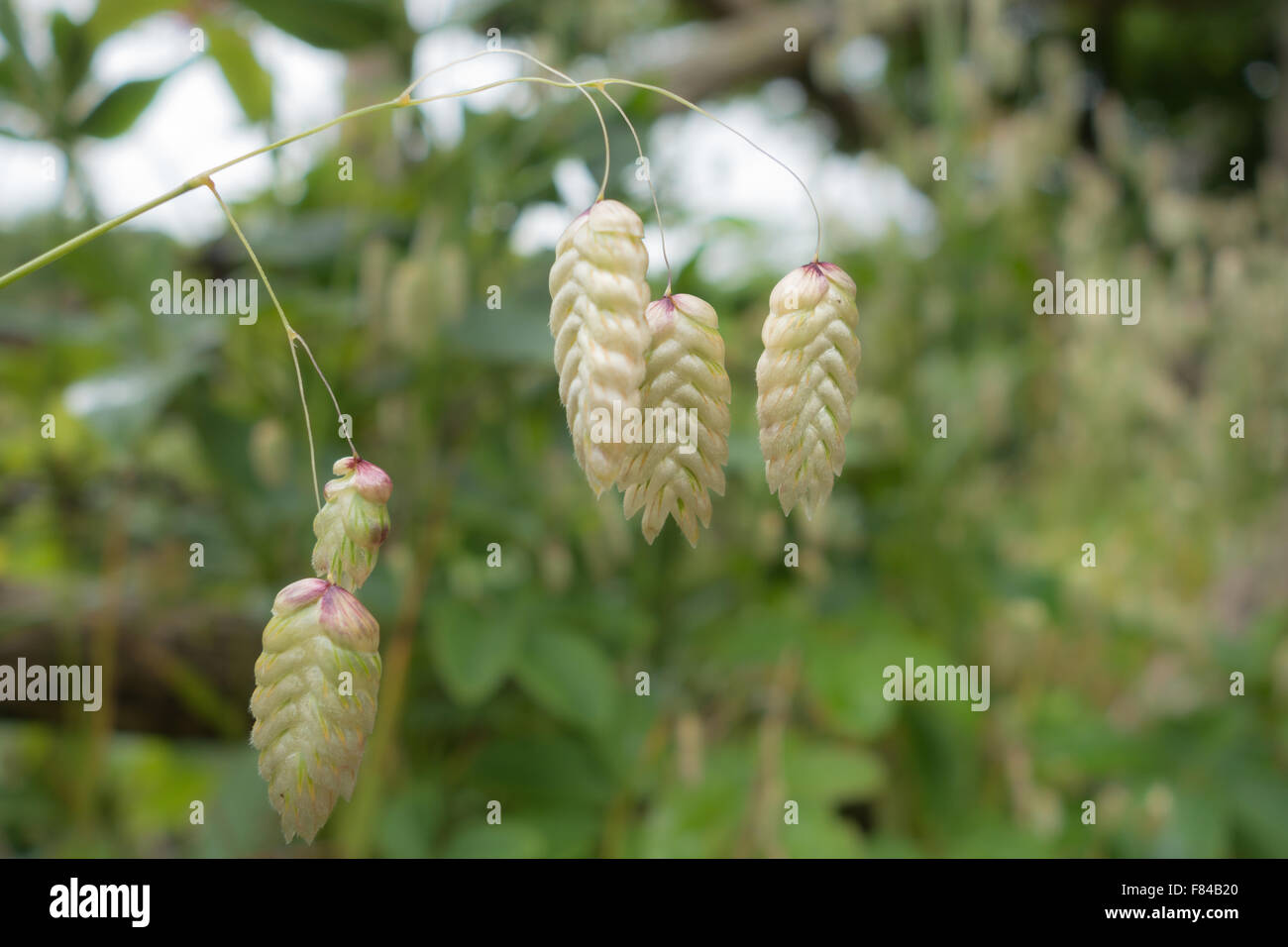 Quaking Grass [Briza Maxima] Stock Photo
