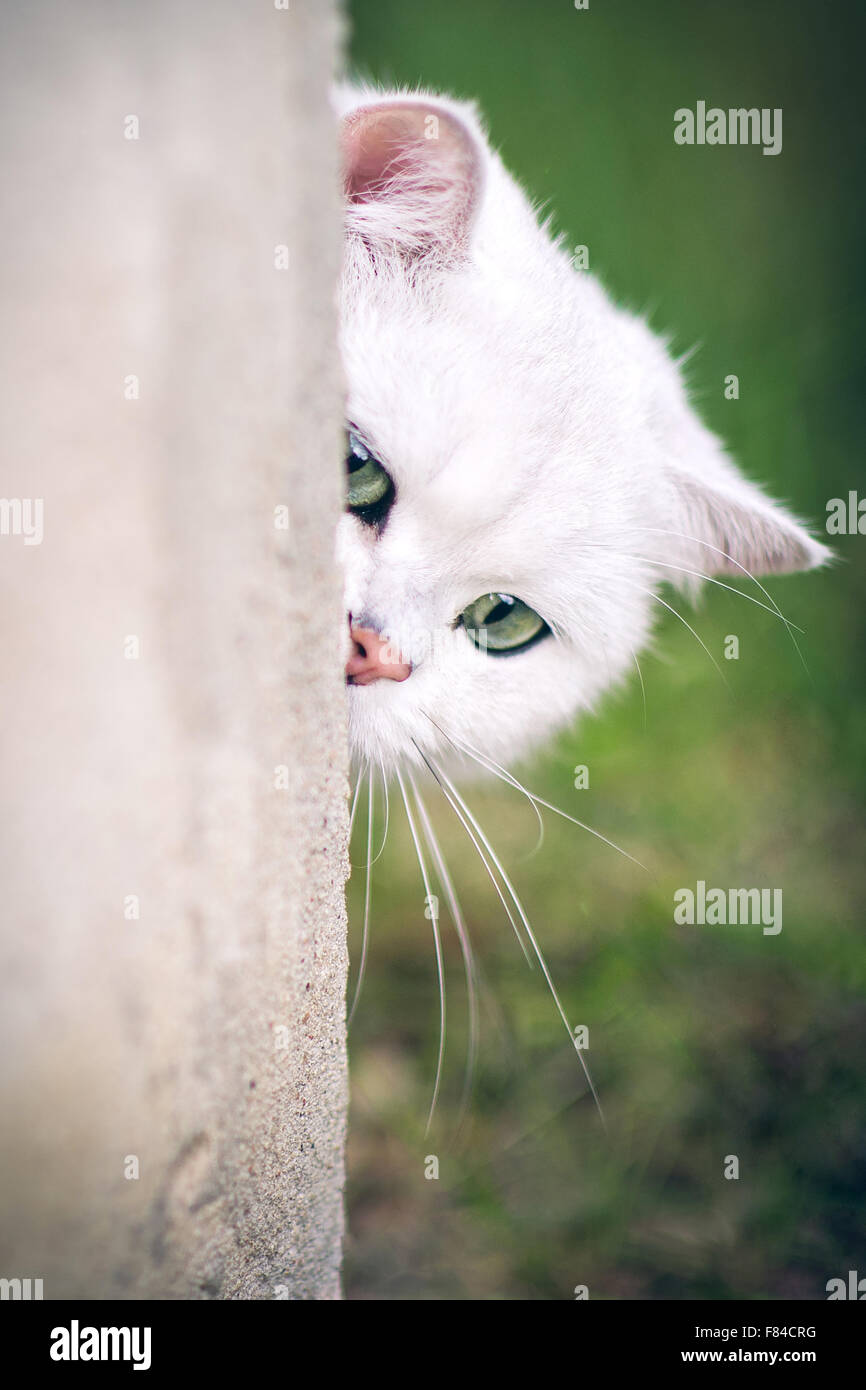 white silver shaded british shorthair cat with green eyes hiding Stock Photo