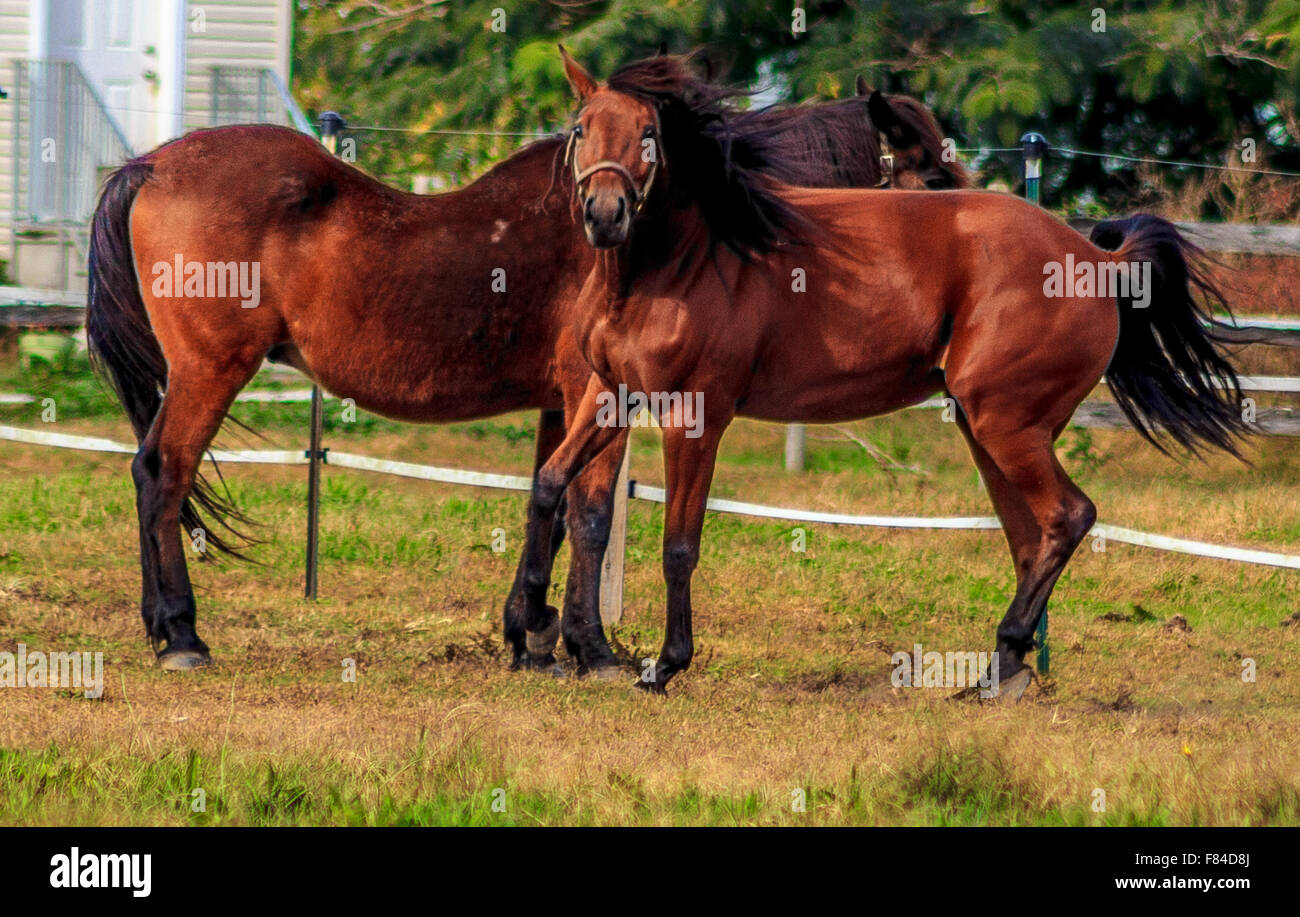 Languid Mare and high spirited Filly Stock Photo