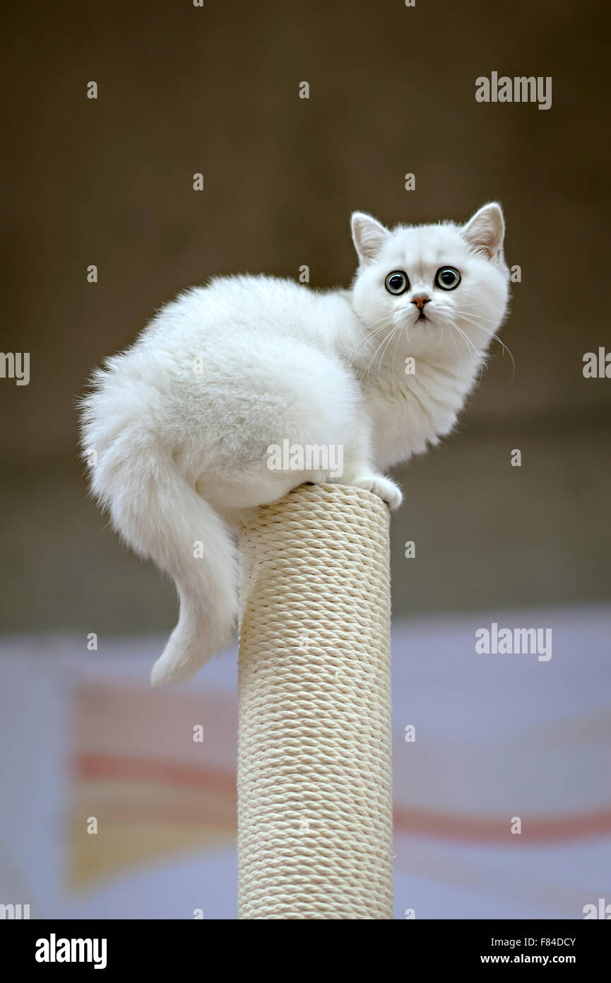 white silver shaded british shorthair cat on the pole in the cat show Stock Photo