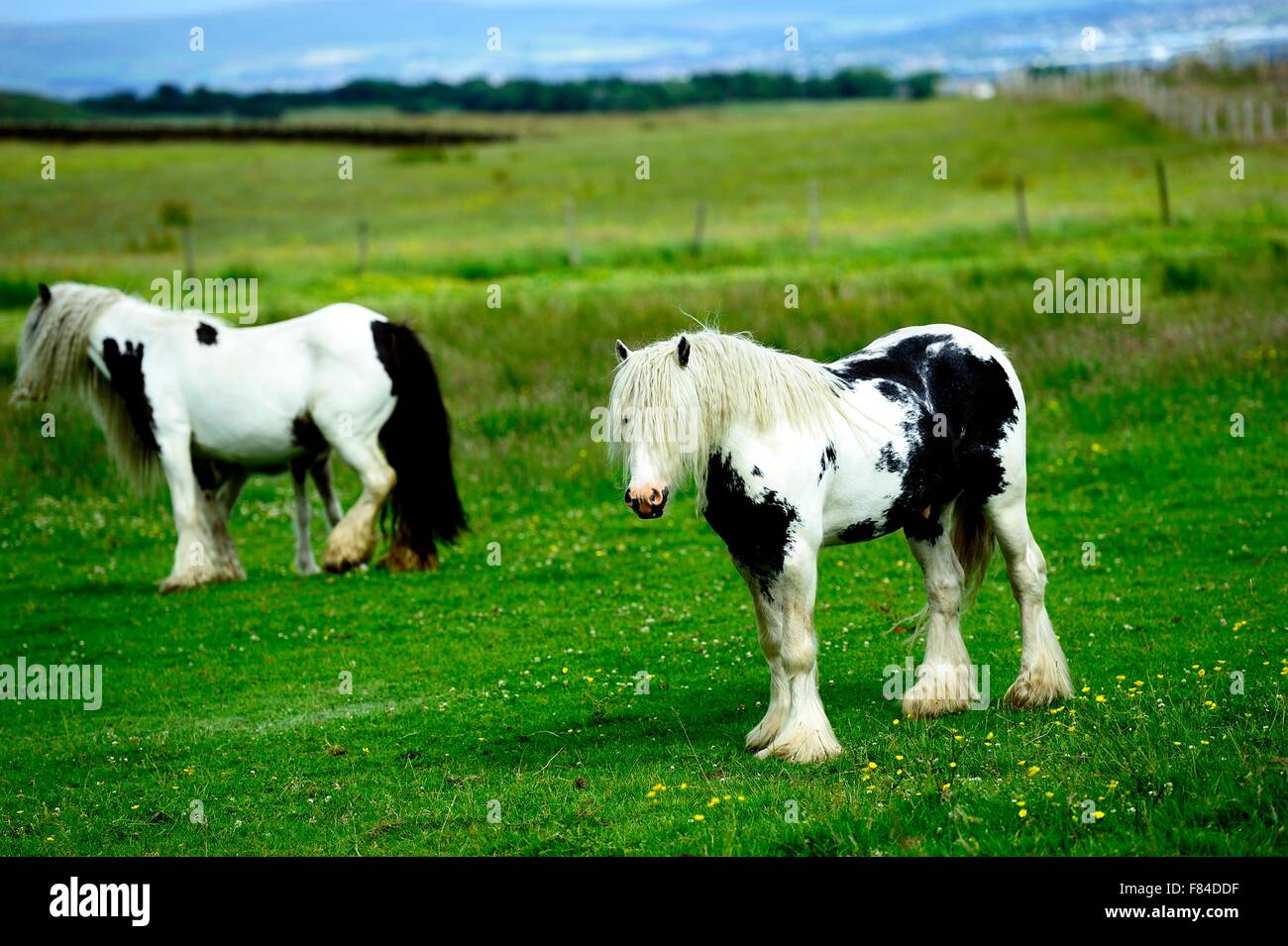 Piebald stallion looking at you Stock Photo Alamy