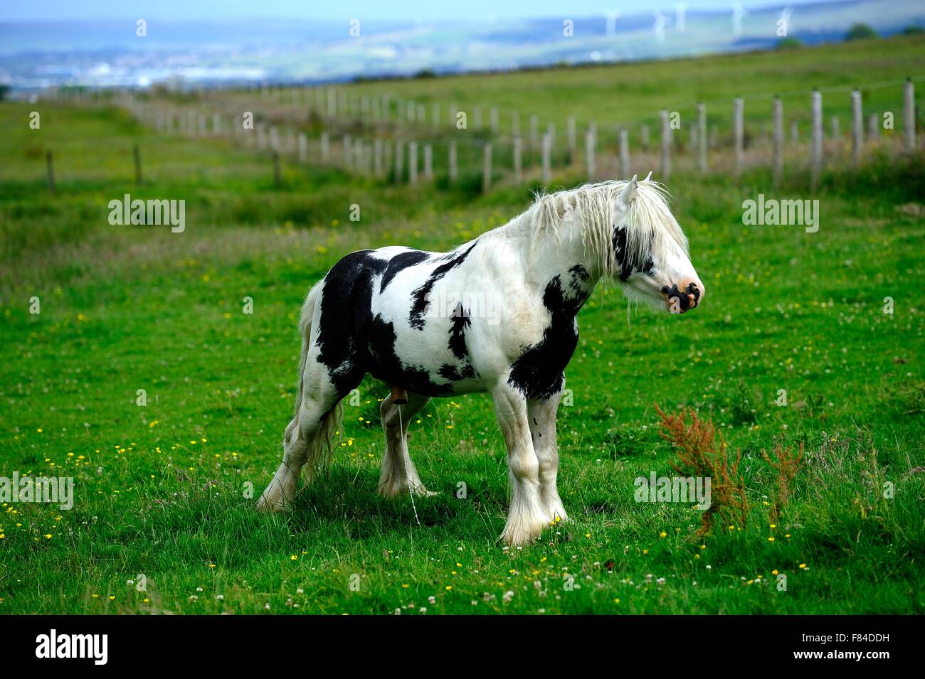 Piebald stallion having a wee Stock Photo Alamy