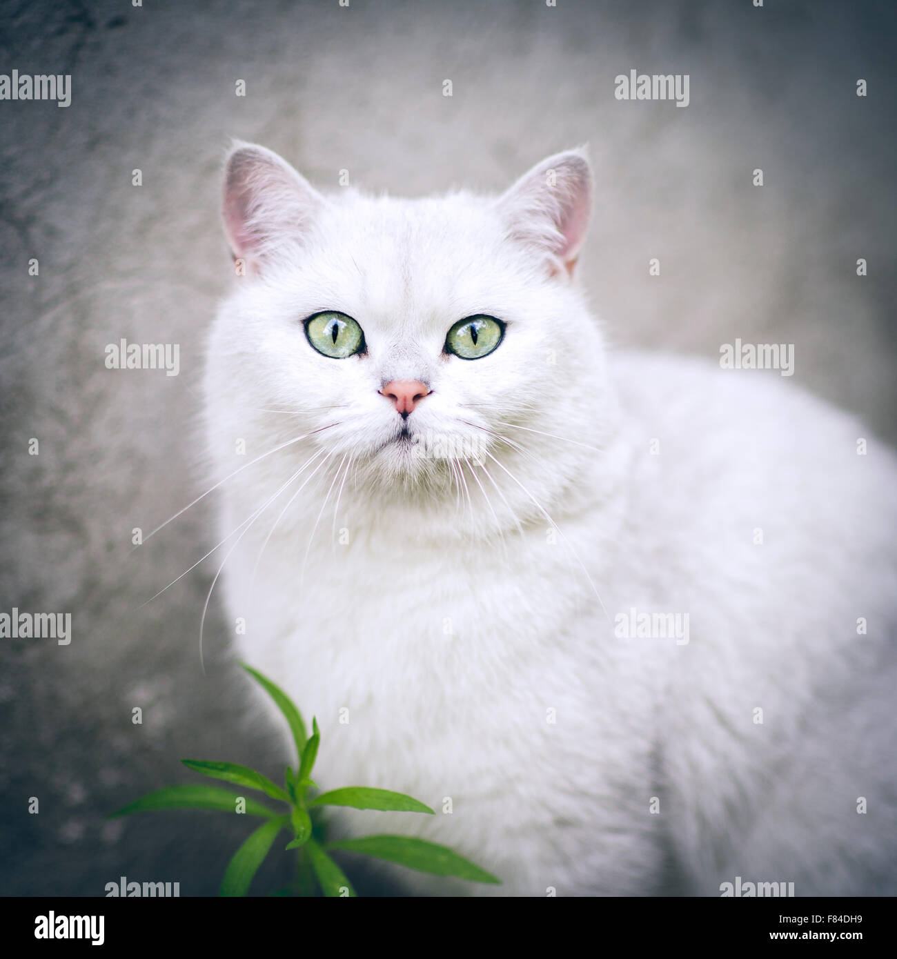 white silver shaded british shorthair cat with green eyes Stock Photo