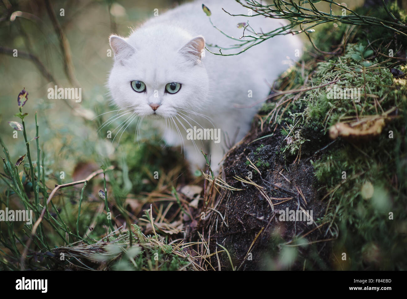 white silver shaded british shorthair cat in the autumn forest Stock Photo